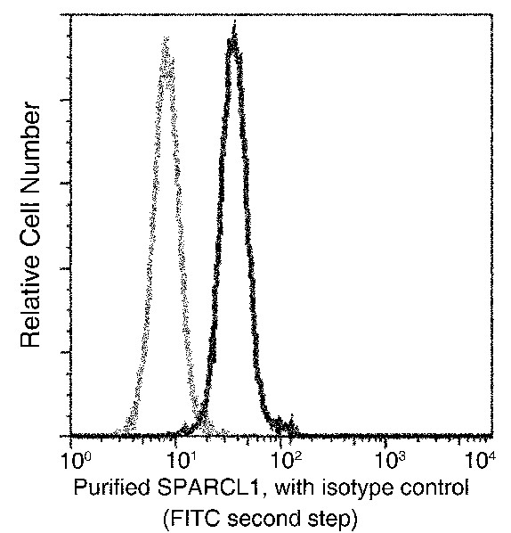 SPARCL1/SPARC-like 1 Monoclonal Antibody - small - 1