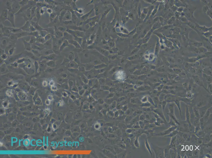 F81 Cell Complete Medium - 4