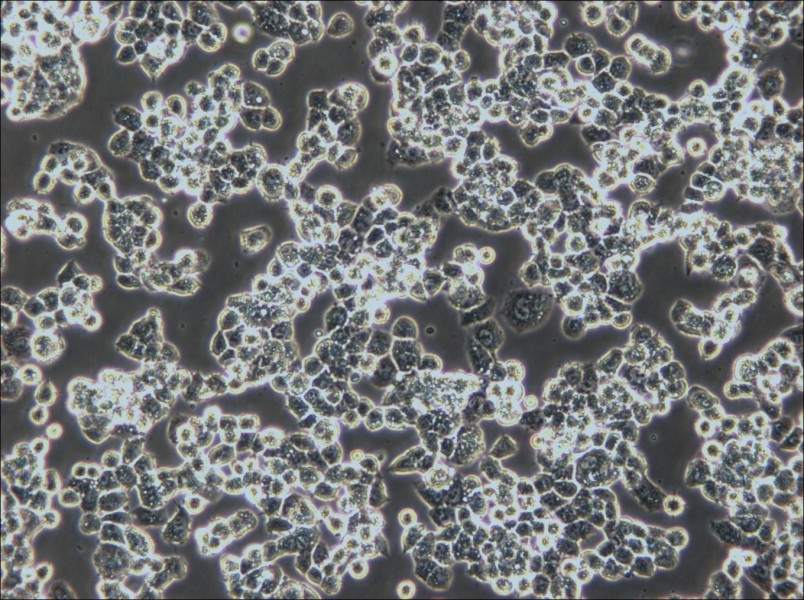 COV434 Cell Complete Medium - 5