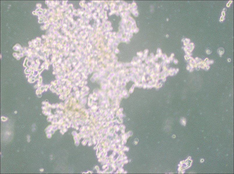 DU4475 Cell Complete Medium - 2