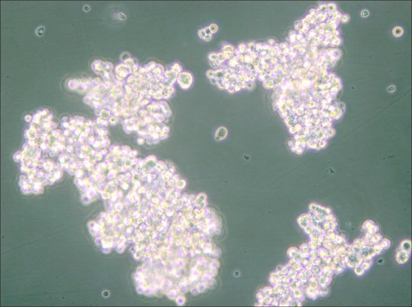 PC-12 (Undifferentiated) Cell Complete Medium - 5