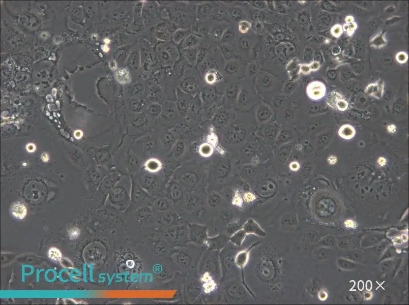 SVCT Cell Complete Medium - small - 5