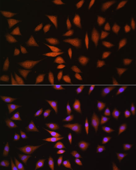 Immunofluorescence analysis of L929 cells using NRBF2 Polyclonal Antibody at dilution of  1:100. Blue: DAPI for nuclear staining.