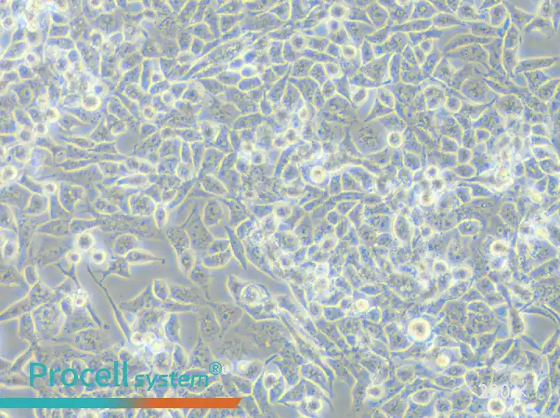 RD Cell Complete Medium - small - 4