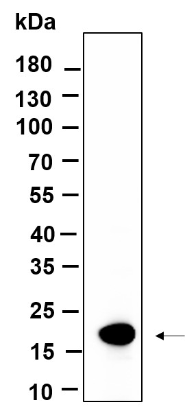 Recombinant Histone H3 (Mono Methyl Lys9) Monoclonal Antibody-searchlist-1