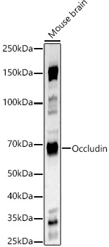 Western blot analysis of Mouse brain using Occludin Polyclonal Antibody at 1:2000 dilution.