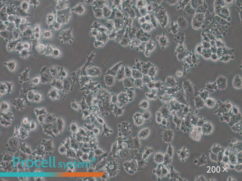 A-427 Cell Complete Medium - 4