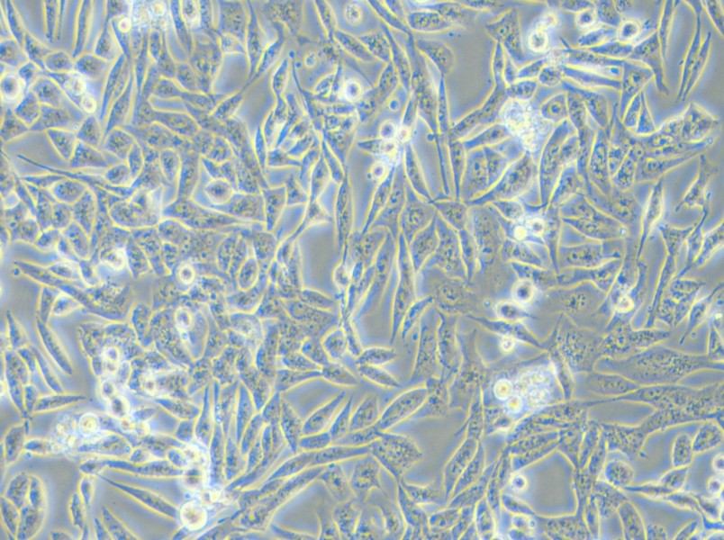 SK-UT-1 Cell Complete Medium - small - 5