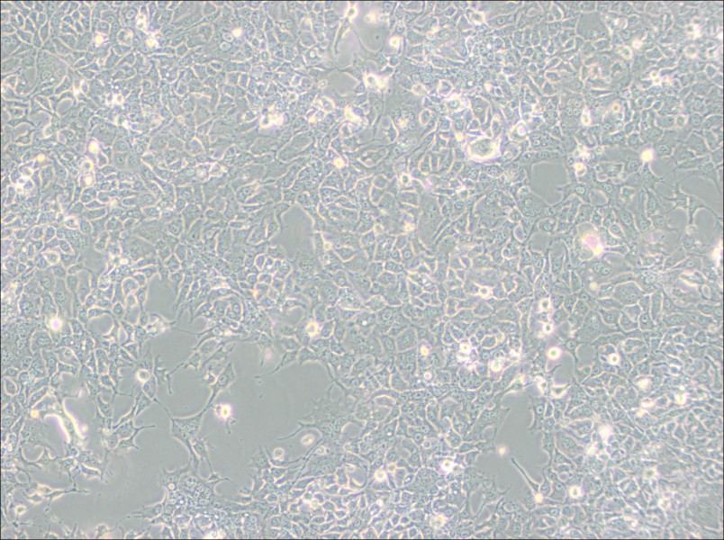 HCC827 Cell Complete MediumHCC827 Cell Complete Medium - 3