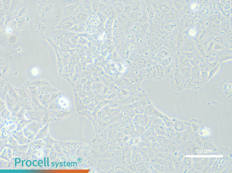 A549-GFP - 4