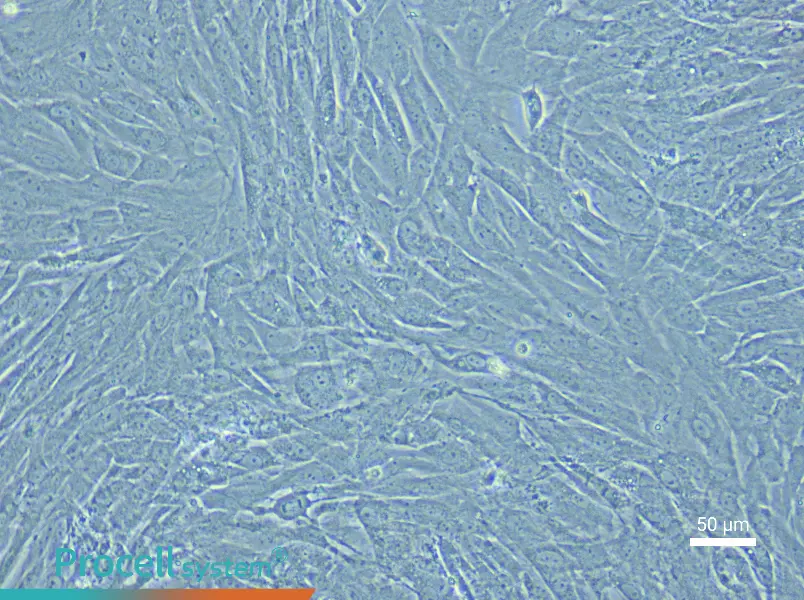 Rat Renal Artery Smooth Muscle Cell Complete Medium - 5