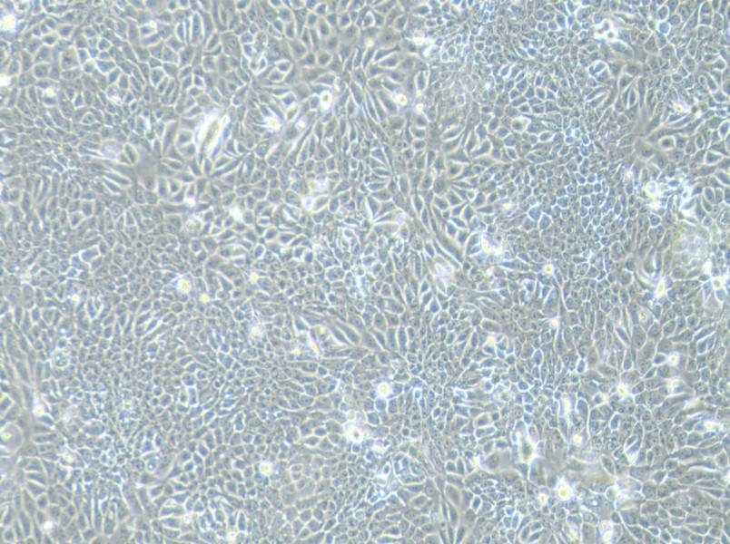 Eca-109 Cell Complete Medium - 3