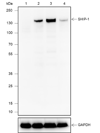 Recombinant SHIP-1 Monoclonal Antibody-searchlist-1