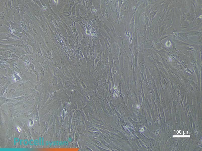 Mouse Periodontal Ligament Stem Cell Complete Medium - 2
