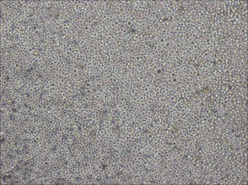 Pfeiffer Cell Complete Medium - 2