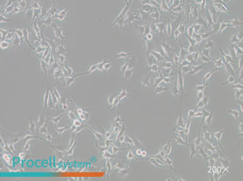 B16-F10 Cell Complete Medium - small - 4