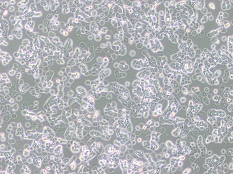 NCI-H2087 [H2087] Cell Complete Medium-searchlist-1