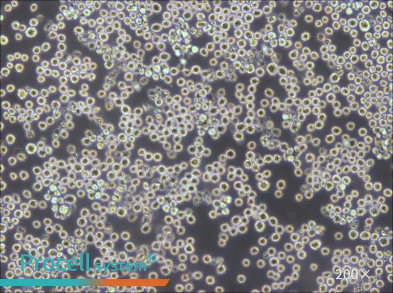 PK136 Cell Complete Medium - 5