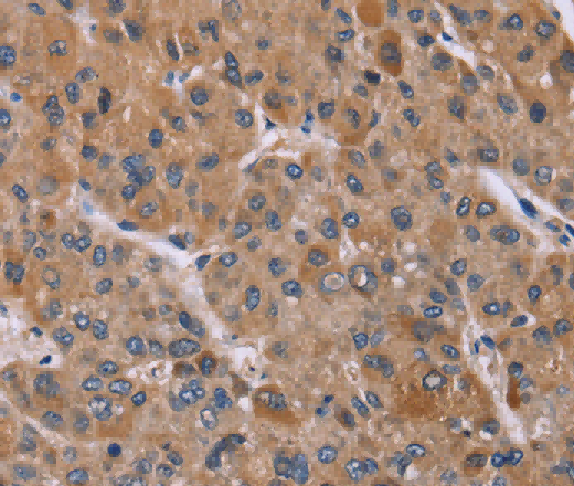 Cyclophilin F Polyclonal Antibody - 3