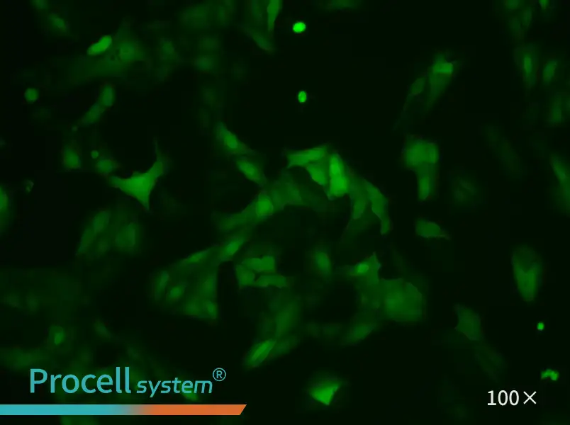 U-2 OS-LUC-EGFP Cell Complete Medium - 2