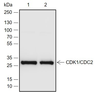 Recombinant CDK1/Cdc2 Monoclonal Antibody - 2