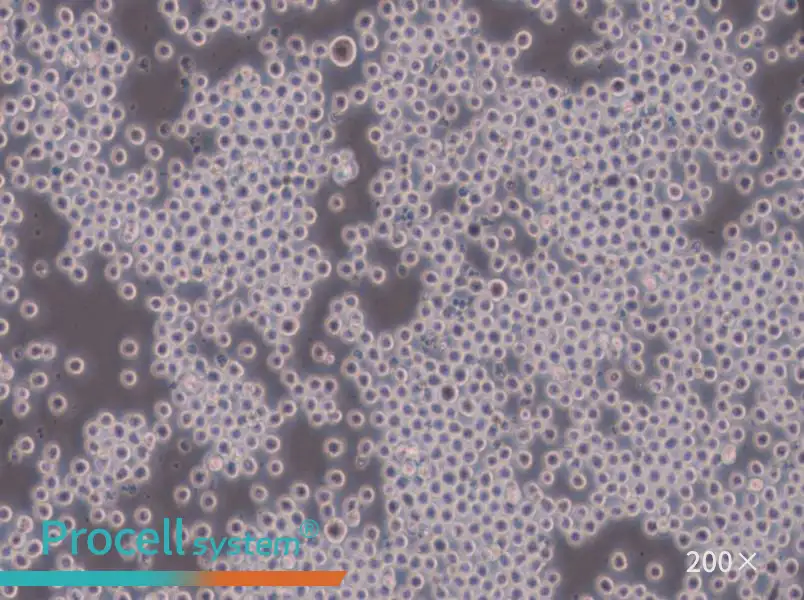 Sp2/0-Ag14[SP2/0] Cell Complete Medium - small - 6