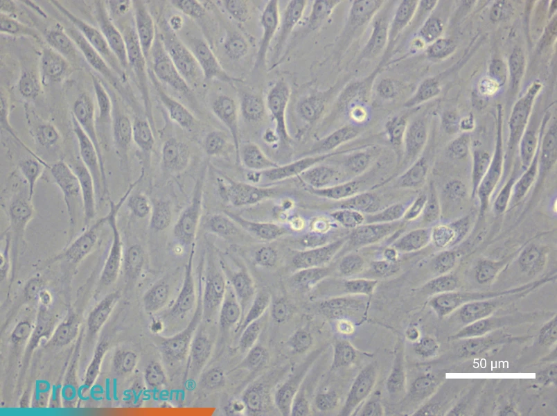 Human Renal Microvascular Endothelial Cell Complete MediumHuman Renal Microvascular Endothelial Cell Complete Medium - 4