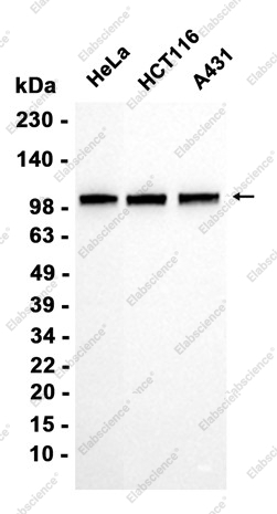 Recombinant Daxx Monoclonal Antibody - 2