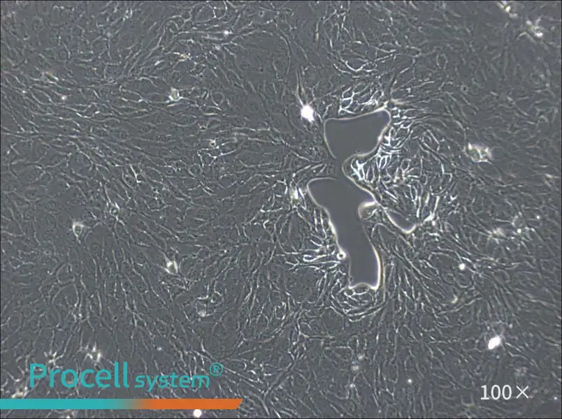 NCI-H2444 Cell Complete MediumNCI-H2444 Cell Complete Medium - 3