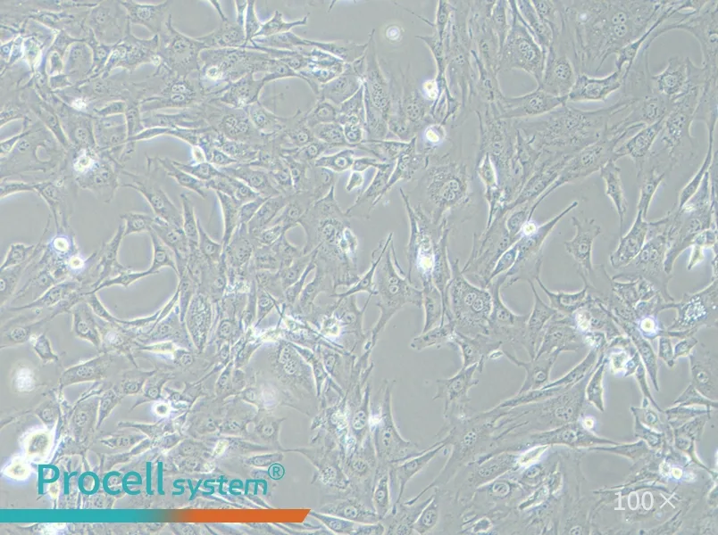 3T3-L1 Cell Complete Medium - 3