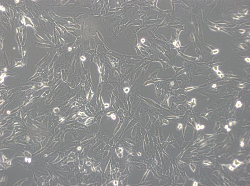 SW1783 (DMEM) Cell Complete MediumSW1783 (DMEM) Cell Complete Medium - 2