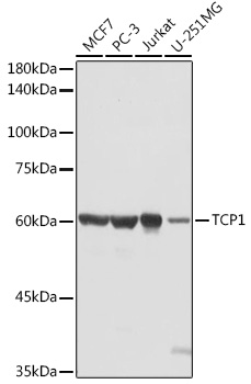 Western blot analysis of extracts of various cell lines using TCP1 Polyclonal Antibody at 1:1000 dilution.