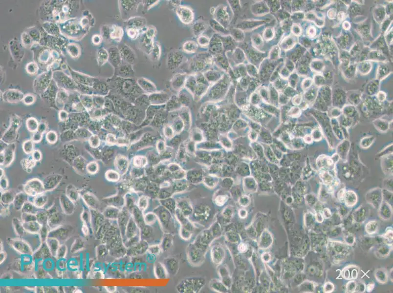 NPC/HK1 Cell Complete Medium - small - 6