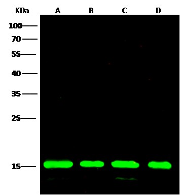 Recombinant Peroxiredoxin 5/PRDX5 Monoclonal Antibody - small - 2