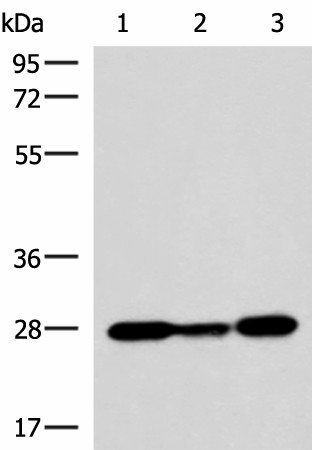 Western blot analysis of 293T K562 NIH/3T3 cell lysates  using VEGFA Polyclonal Antibody at dilution of 1:1150