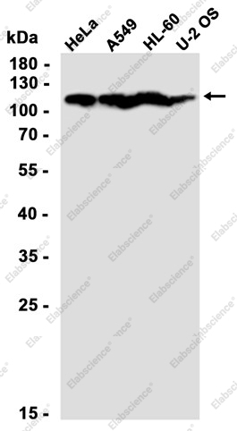 Recombinant NEDD4 Monoclonal Antibody - 2