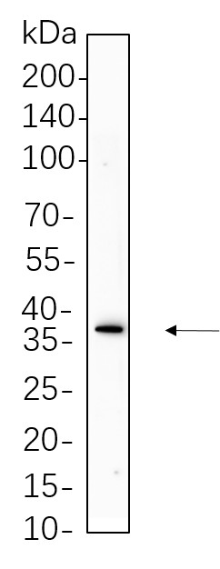 Recombinant Podoplanin Monoclonal Antibody-searchlist-1
