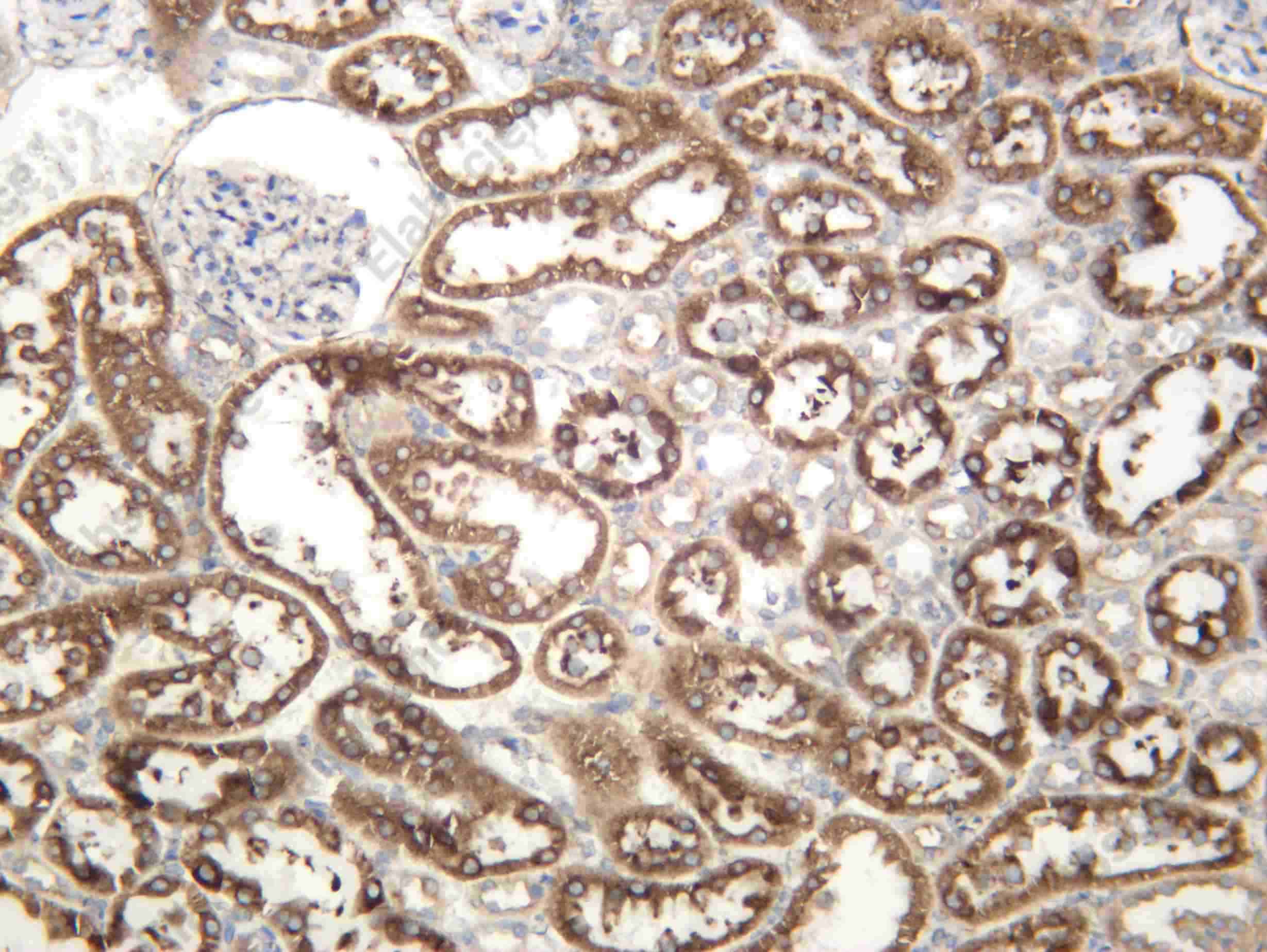 Recombinant NCPR Monoclonal Antibody - 4