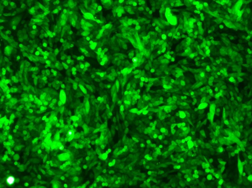 CHO-K1-GFP Cell Complete Medium-searchlist-1