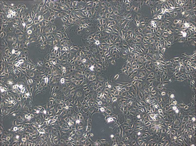 ST Cell Complete Medium-searchlist-1