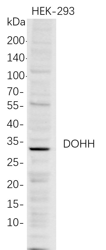 Recombinant DOHH Monoclonal Antibody-searchlist-1