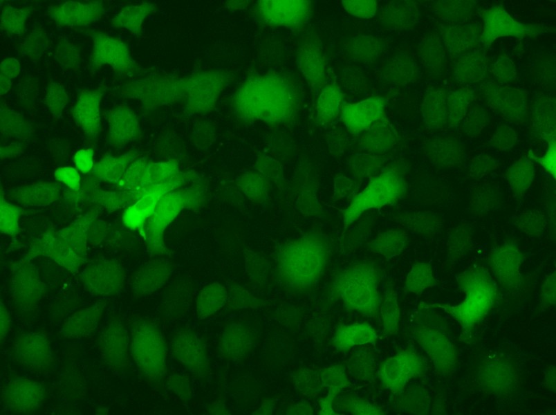 B16-F10-GFP Cell Complete Medium - small - 6