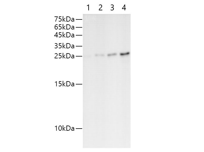 Purified Anti-Human CD127 Antibody[A019D5]-产品推荐-1