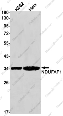 Recombinant NDUFAF1 Monoclonal Antibody - 1