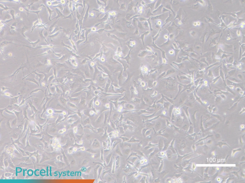 TGBC18TKB Cell Complete MediumTGBC18TKB Cell Complete Medium - 3