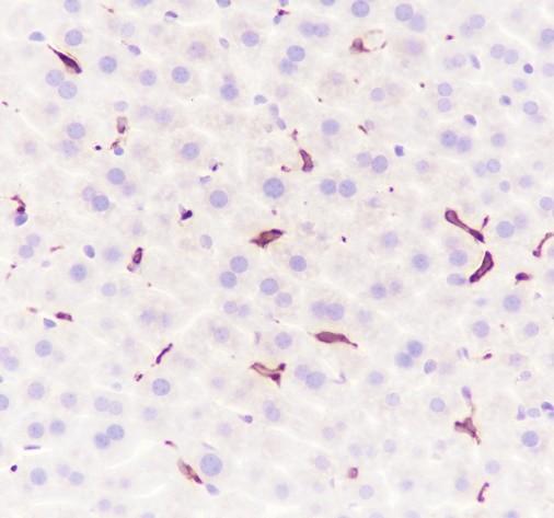 Recombinant Heme Oxygenase 1 Monoclonal Antibody - small - 4