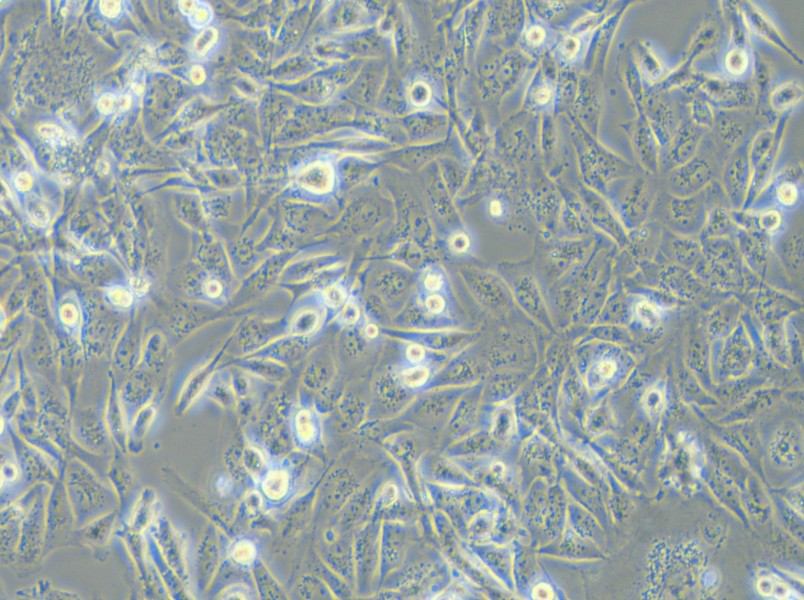 MDA-MB-231 (DMEM) Cell Complete Medium - small - 5