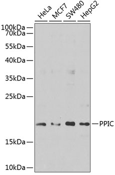 Western blot analysis of extracts of various cell lines using PPIC Polyclonal Antibody at 1:1000 dilution.