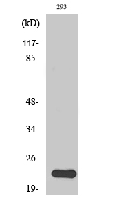 Western Blot analysis of 293T cells using N/H/K-Ras Polyclonal Antibody at dilution of 1:1000.