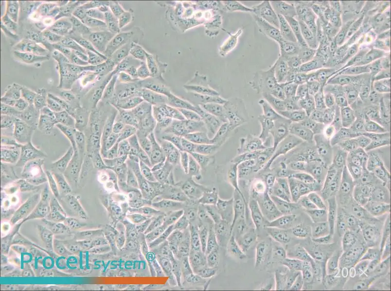 MNNG/HOS Cl #5 [R-1059-D] Cell Complete Medium - small - 4